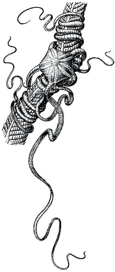 Рис. 153. Змеехвостка Asteronyx loveni на морском пере