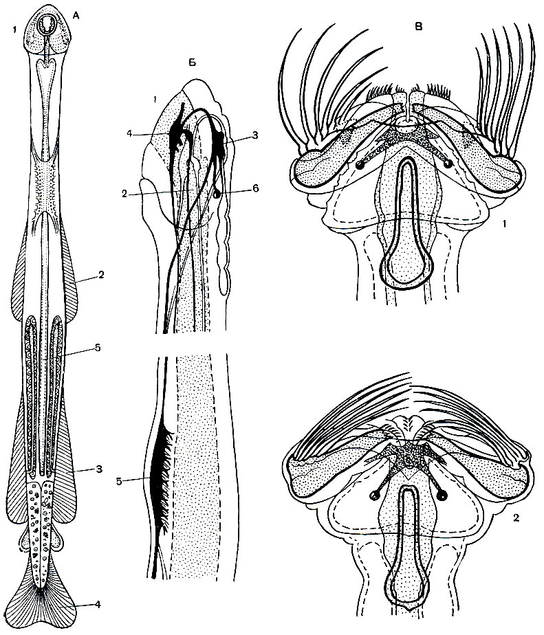 Рис. 156. Строение щетинкочелюстных (Chaetognatha). А - сагита, общий вид: 1 - голова; 2 - передние боковые плавники; 3 - задние боковые плавники; 4 - хвостовой плавник; 5 - кишечник. Б - нервная система, вид с левой стороны; 1 - ротовое отверстие; 2 - кишки; 3 - головной мозг; 4 - висцеральный ганглий; вентральный ганглий; 6 - глаз. В - голова морской стрелки с раздвинутыми (1) и сомкнутыми (2) ловчими щетинками