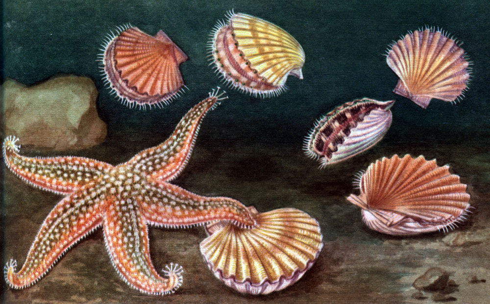 Таблица 26. Охота морской звезды (Asterias vulgaris) за моллюсками (Pecten jacobeus)