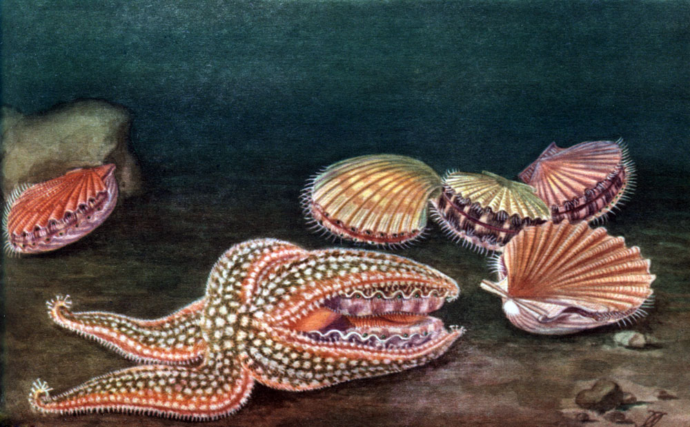 Таблица 26 а. Охота морской звезды (Asterias vulgaris) за моллюсками (Pecten jacobeus)
