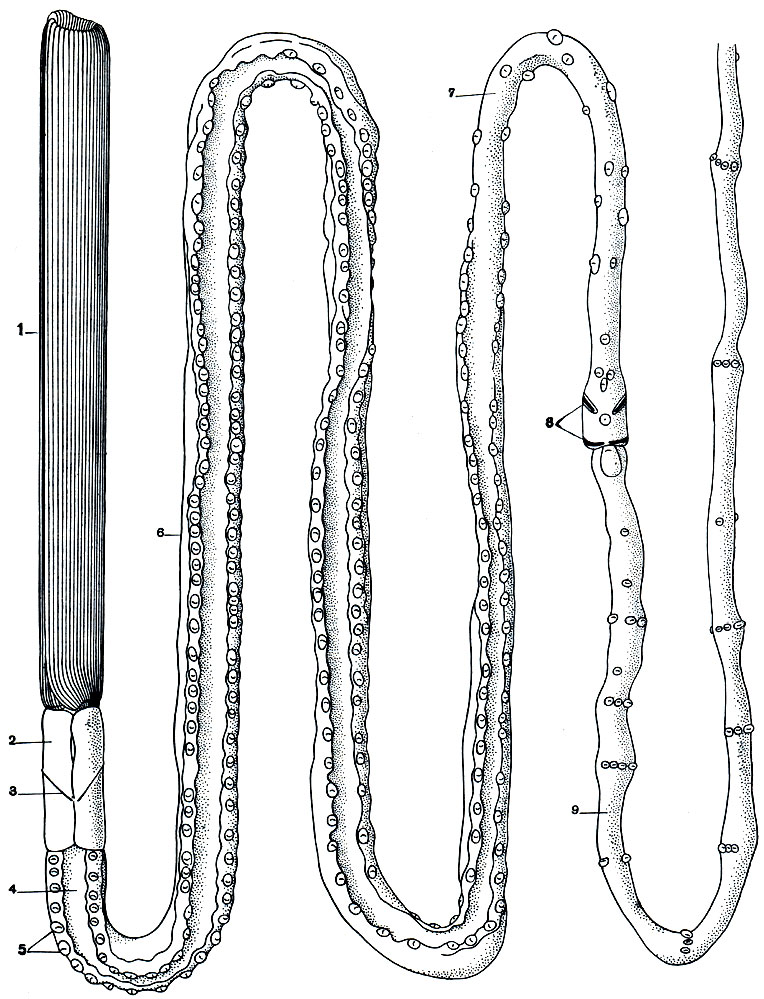 Рис. 157. Погонофора Spirobrahia deklemischevi, извлечённая из трубки. Вид с брюшной стороны. Туловище сзади оборвано. 1 - щупальцевая крона, состоящая из 39-72 щупалец. Спаянных вдоль в виде спирально свернутой щупальцевой пластинки; 2 - передний отдел тела, состоящий из первого и второго сигментов; 3 - уздечка; 4 - брюшной желобок; 5 - прикрепительные папиллы с хитиноидными пластинками; 6 - метамерная часть туловища; 7 - неметамерная часть туловища; 8 - пояски зубчатых щетинок; 9 - участок туловища позади поясков с метамерными рядами папилл. (По Иванову.)