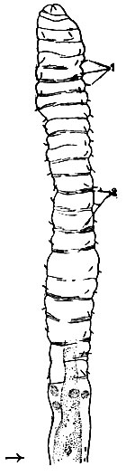 Рис. 159. Задний щетинконосный отдел тела Siboglinum caulleryi: 1 - щетинки; 2 - просвечивающие мускульные пучки. (По Иванову.)