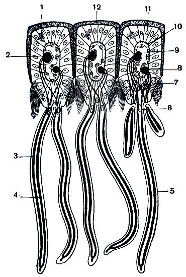 Рис. 162. Поперечный разрез трех соседних щупалец Lamellisabella zachsi: 1 - нерв щупальца; 2 - выносящий сосуд щупальца; 3 - выносящий кровеносный капилляр пиннулы; 4 - приносящий капилляр; 5 - пиннула; 6 - ее ядро; 7 - ресничная клетка; 8 - приносящий сосуд щупальца; 9 - целомический канал щупальца; 10 - продольные мускульные волокна; 11 - эпидермис; 12 - кутикула. (По Иванову.)
