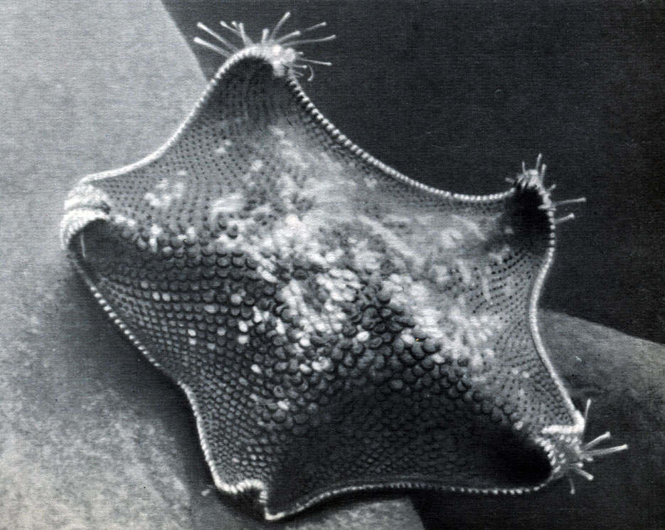 Таблица 27. Иглокожие мелководий Японского моря. Морская звезда Patiria pectinifera