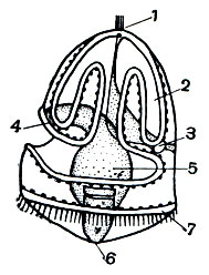 Рис. 168. Торнария: 1 - теменная пластинка с султаном ресничек; 2 - мерцательный шнур; 3 - сердце; 4 - рот; 5 - желудок; 6 - задний проход; 7 - задний мерцательный венчик ресничек