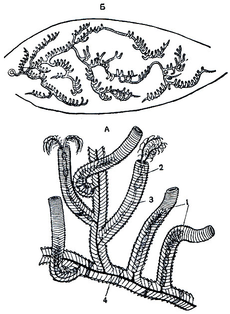 Рис. 171. Колония Rhabdopleura. А - часть колонии: 1 - трубочки-теки с сократившимися зооидами; 2 - трубочки-теки с выступающим зооидом; 3 - ножка зооида; 4 - черный столон. Б - общий вид колонии на раковине моллюска