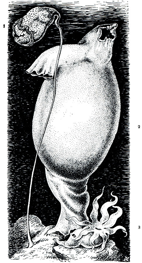 Рис. 184. Глубоководные оболочники: 1 - Guleolus murrayi; 2 - Ascopera gigantea; 3 - Octacnemus bythius