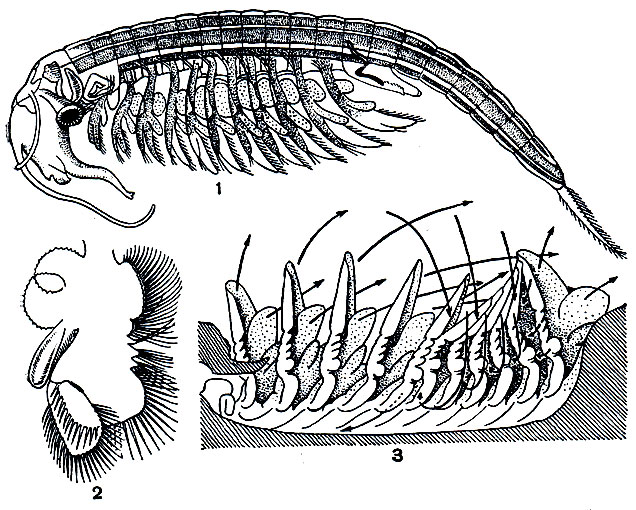 Рис. 190. Жаброноги: 1 - общий вид Branchipus stagnalis сбоку; 2 - грудная ножка; 3 - движения грудных ножек (стрелками обозначены токи воды)