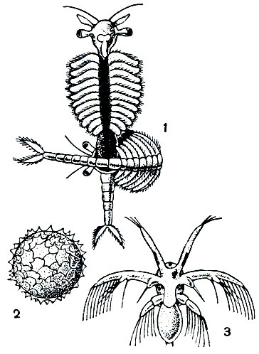 Рис. 191. Размножение жаброногов: 1 - спаривание Branchipus; 2 - яйцо Chirocephalus; 3 - науплиус Branchinecta