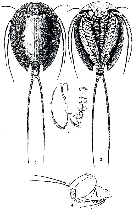 Рис. 193. Щитень (Triops cancriformis): 1, 2 - вид со спинной и с брюшной стороны; 3 - грудная ножка; 4 - спаривание щитней