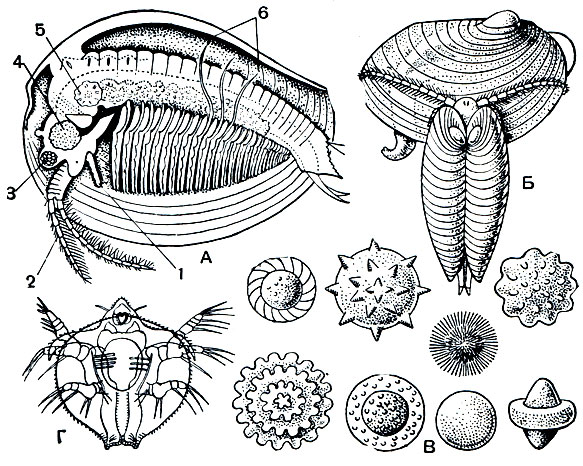 Рис. 194. Строение и биология Conchostraca: А - строение самки Limnadia; Б - копуляция Cyzicus; В - яйца разных видов; Г - метанауплиус Lynceus; l - передняя антенна; 2 - задняя антенна; 3 - фасеточный глаз; 4 - мускул-замыкатель раковины; 5 - яичник; 6 - нитевидные отростки грудных ножек