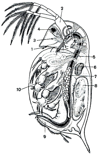 Рис. 195. Строение дафнии: 1 - передняя антенна; 2 - задняя антенна; 3 - науплиальный глазок; 4 - фасеточный глаз: 5 - кишечник; 6 - сердце; 7 - яичник; 8 - эмбрионы в выводковой сумке; 9 - брюшко; 10 - грудная ножка