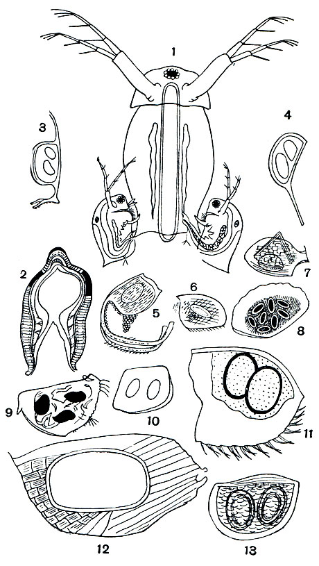 Рис. 199. Размножение ветвистоусых: 1 - спаривание дафний; 2 - поперечный разрез через яйцо Daphnia magna; 3-13 - эфиппиумы разных ветвистоусых: 3 - Daphnia magna, 4 - D. balchashen-sis, 5 - Leydigia acanthocercoides, 6 - Oxyurella te-nuicaudis, 7 - Bosmina longirostris, 8 - Eurycercus lamellatus, 9 - Drepanothrix dentata, 10 - Ilyocriptus sordidus, 11 - Macrothrix hirsuticornis, 12 - Alonella excisa, 13 - Moina macrocopa