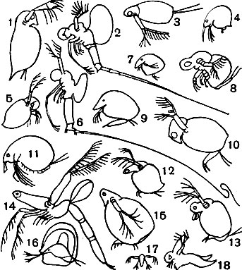 Таблица 30. Ветвистоусые ракообразные: 1 - Daphnia pulex; 2 - Bythotrephes longimana; 3 - Diaphanosoma drachyurum; 	4 - Bosmina longirostris; 5 - Evadne nordmanni; 6 - Cercopagis soclalis; 7 - Chydorus sphaericus; 8 - Polyphemus pediculus; 9 - Camptocercus rectirostris; 10 - Sida crystalline; 11 - Macrothrix hirsuticornis; 12 - Ceriodaphnia reticulate; 13 - Moina rectirostris; 14 - Leptodora kindtii; 15 - Simocephalus vetulus; 16 - Holopedium gibberum; 17 - метанауплиус Leptodora kindtii; 18 - Caspievadne maximovitchi