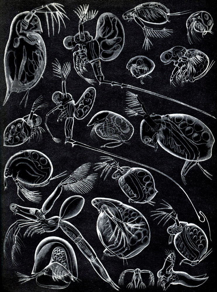 Таблица 30. Ветвистоусые ракообразные: 1 - Daphnia pulex; 2 - Bythotrephes longimana; 3 - Diaphanosoma drachyurum; 	4 - Bosmina longirostris; 5 - Evadne nordmanni; 6 - Cercopagis soclalis; 7 - Chydorus sphaericus; 8 - Polyphemus pediculus; 9 - Camptocercus rectirostris; 10 - Sida crystalline; 11 - Macrothrix hirsuticornis; 12 - Ceriodaphnia reticulate; 13 - Moina rectirostris; 14 - Leptodora kindtii; 15 - Simocephalus vetulus; 16 - Holopedium gibberum; 17 - метанауплиус Leptodora kindtii; 18 - Caspievadne maximovitchi