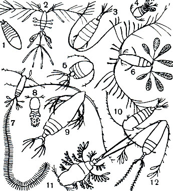 Таблица 31. Веслоногие ракообразные: 1 - Sapphirina ovatolanceolata; 2 - Oithona plumifera; 3 - Galanus finmarchicus; 4 - Oncaea mediterranea; 5 - Phoenna spinifera; 6 - Galocalanus pavo; 7 - Sapphirina vorax; 8 - Corycaeus obtusus; 9 - Euchirella maxima; 10 - Pontella mediterranea; 11 - Copilia vitrea; 12 - Calanus plumchrus