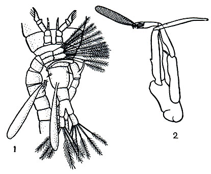 Рис. 204. Спаривание Calanoida: 1 - прикрепление сперматофора к генитальному сегменту самки у Diaptomus; 2 - пятая пара ног Pareuchaeta glacialis; последний членик левой ноги с 'щипчиками', удерживающими сперматофор