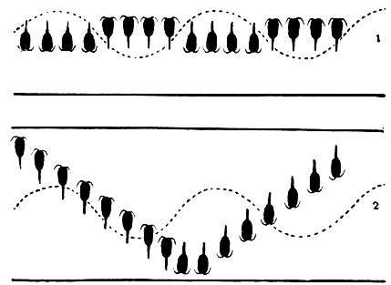 Рис. 207. Вертикальные миграции Calanus в Баренцевом море в условиях круглосуточного дня (1) и смены дня и ночи (2)