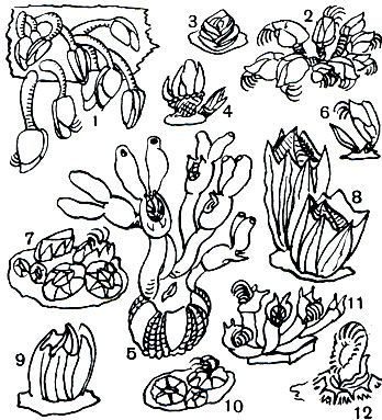 Таблица 32. Усоногие ракообразные: 1 - Lepas anatifera; 2 - L. Fascicularis; 3 - Veruca stromla; 4 - Mitella mitella; 5 - Conchoderma auritum на Coronula diadema; 6 - Scalpellum japonicum; 7 - Balanus improvisus; 8 - B. Evermanni; 9 - B. Balanus; 10 - Chthamalus stellatus; 11 - Xenobalanus globicipitis; 12 - Cruptolepas rachianecti