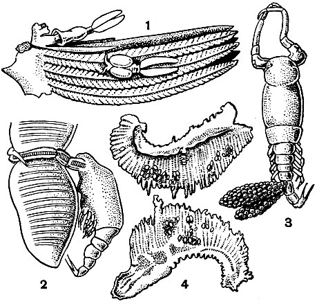 Рис. 212. Ergasilus sieboldi: 1 - рачок на жабре линя; 2 - рачок на жаберном лепестке; 3 - то же, вид сверху; 4 - жабры линя, пораженные Ergasilus