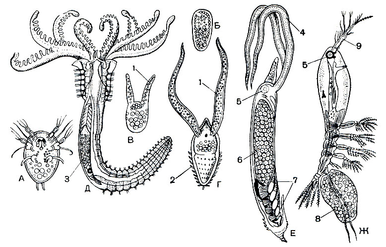 Рис. 213. Развитие Haemocera danae (сем. Monstrillidae): А - свободноплавающий науплиус; В - науплиус после проникновения в червя; В, Г - две стадии зародыша в кровеносном сосуде червя; Д - многощетинковый червь Salmacina danae с почти взрослой самкой рачка в спинном кровеносном сосуде; Е - самка из кровеносного сосуда Salmacina; Ж - свободноплавающая самка; 1 - отростки зародыша; 2 - шипы на заднем конце его тела; 3 - самка; 4 - всасывающие пищу отростки самки; 5 - глаз; 6 - яичник; 7 - зачатки грудных ножек; 8 - яйцевой мешок; 9 - передняя антенна