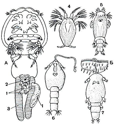Рис. 215. Калигоидные рачки: А - Lepeophtheirus с гиперпаразитами - Udonella (1) и Conidophrys (2); 3 - яйцевой мешок рачка; В - личиночные стадии Caligus: 4 - науплиус, 5 - копеподитная личинка, 6 - куколка, 7 - халимус