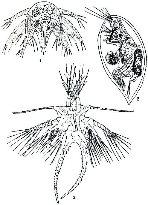Рис. 222. Личиночные стадии морской уточки Lepas anatifera: 1, 2 - первая и вторая стадии науплиуса; 3 - циприсовидная личинка
