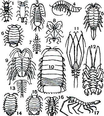 Таблица 33. Равноногие ракообразные, или изоподы: 1, 2 - Gnathia dentate, самец и самка; 3 - Asellus aquaticus; 4 - Neophreatoicus assimilis; 5 - Mesidotea entomon; 6 - Aega psora; 7 - Cyathura carinata; 8 - Haplomesus insignis orientalis; 9 - Serolis sp.; 10 - Bathunomus giganteus; 11 - Munnopsis typica; 12 - Storthyngura herculean; 13 - Microcharon sp.; 14 - Porcellio scaber; 15 - Sphaeroma serratum; 16 - Hemilepistus cristatus; 17 - Antareturus ultraabyssalis