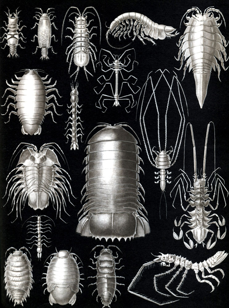 Таблица 33. Равноногие ракообразные, или изоподы: 1, 2 - Gnathia dentate, самец и самка; 3 - Asellus aquaticus; 4 - Neophreatoicus assimilis; 5 - Mesidotea entomon; 6 - Aega psora; 7 - Cyathura carinata; 8 - Haplomesus insignis orientalis; 9 - Serolis sp.; 10 - Bathunomus giganteus; 11 - Munnopsis typica; 12 - Storthyngura herculean; 13 - Microcharon sp.; 14 - Porcellio scaber; 15 - Sphaeroma serratum; 16 - Hemilepistus cristatus; 17 - Antareturus ultraabyssalis