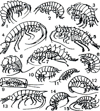 Таблица 34. Разноногие ракообразные, или бокоплавы: 1 - Brandtia parasitica; 2 - Nipbargoides maeoticus; 3 - Axelboeckia spinosa; 4 - Eulimnogammarus virgatus; 5 - Paliasea bicornis; 6 - Panoploea eblanae; 7 - Acanthogammarus godlewskii; 8 - Leucothoe richiardii; 9 - Grubia crassicornis; 10 - Lysianassa punctata; 11 - Biancolina algicola; 12 - Ampelisca diadema; 13 - Cyphocaris richardi; 14 - Megaluropus agilis; 15 - Dexamine spinosa