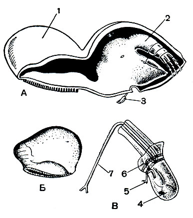 Рис. 224. Строение Tripetosa lampos: А - взрослая самка с карликовым самцом; Б - молодая самка, передняя часть тела которой еще не превращена в диск; В - самец при большом увеличении; 1 - передний конец тела; 2 - грудной отдел с ножками; 3 - самец; 4 - семенник; 5 - передняя антенна; 6 - лопасти мантии; 7 - пенис