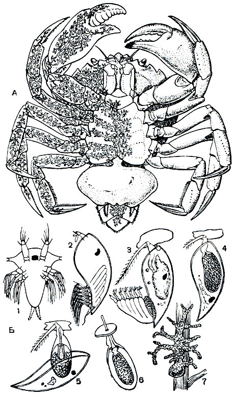 Рис. 225. Sacculina carcini: A - взрослый рачок, паразитирующий в крабе Careinus maenas (левая половина тела краба изображена прозрачной); Б - развитие личинки: 1 - науплиус, 2 - циприсовидная личинка, 3 - ее прикрепление и первая линька, 4 - строение личинки после линьки, 5 - вторая линька и формирование кентрогона, 6 - миграция клеток кентрогона в тело краба, 7 - молодой паразит на поверхности средней кишки краба