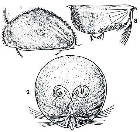 Рис. 226. Ракушковые ракообразные: 1 - Cypris pubera; 2 - Gigantocypris; 3 - Conchoecia elegans