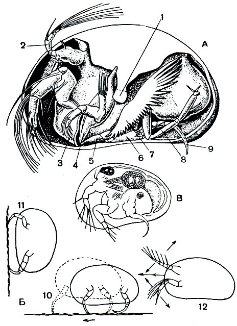 Рис. 227. Ракушковые ракообразные: А - строение Cypridopsis vidua; Б - движения Gypris; В - науплиус; 1 - мускул-замыкатель раковины; 2 - передняя антенна; 3 - верхняя губа; 4 - жвала; 5 - передняя челюсть; 6 - задняя челюсть; 7 - наружная ветвь передней челюсти; 8 - задняя грудная нога; 9 - передняя грудная нога; 10 - ползание по дну; 11 - ползание по растениям; 12 - плавание
