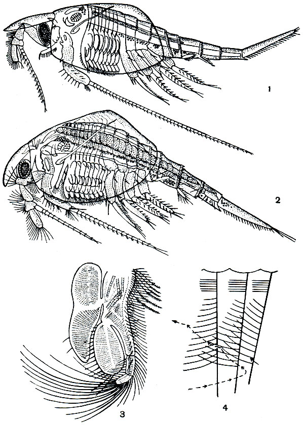 Рис. 228. Nebalia bipes: 1 - самец; 2 - самка; 3 - грудная ножка; 4 - схематичный продольный разрез через три грудные ножки (стрелками обозначен путь пищевых частиц ко рту)