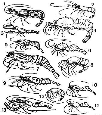 Таблица 35. Креветки: 1 - Pandalus latirostris; 2 - Palaemon elegans; 3 - Alpheus brevicristata; 4 - Sclerocrangon salebrosa; 5 - Lebbeus sp.; 6 - Hetairus groenlandicus; 7 - Penacus japonicus; 8 - Hotostomus sp.; 9 - Macrobrachium sp.; 10, 11 - Hippolyte varians, различно окрашенные; 12 - Troglocaris anophthalmus; 13 - Stenopus hispidus