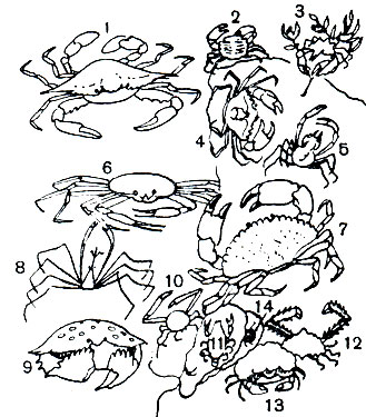 Таблица 36. Крабы: 1 - Callinectes sapidus; 2 - Pachygrapsus marmoratus; 3 - Pugettia quadrifrons; 4 - Carcinus maenas; 5 - Hyas coarctatus; 6 - Ghionoecetes opilio; 7 - Cancer pagurus; 8 - Maja squinado;	 9 - Galappa sp.; 10 - Randallia eburnea; 11 - Lyreidus tridentatus; 12 - Lambrus validus; 13 - Dromia vulgaris; 14 - Pinnoteres boninensis
