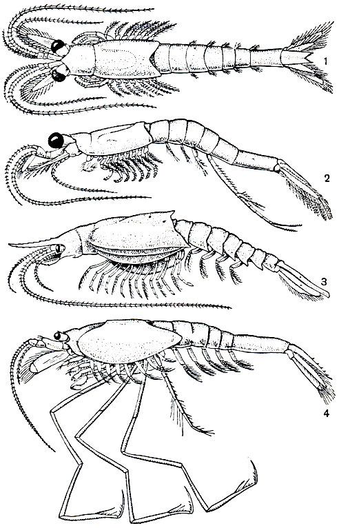 Рис. 233. Мизиды: 1, 2 - самка и самец Mysis relicta; 3 - Gnathophausia gigas; 4 - Eucopia unguiculata