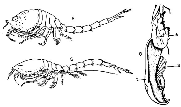 Рис. 236. Кумовые ракообразные: А, Б - Diastylis rathkei, самка и самец; В - строение передней ногочелюсти; 1 - сифон; 2 - эпиподит; 3 - жаберный придаток; 4 - шипы внутреннего края