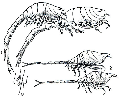 Рис. 239. Спаривание кумовых: 1 - Lamprops fasciata; 2 - Pseudocuma longicornis; 3 - конец второй грудной ножки самца Lamprops, закрепленный за край карапакса самки