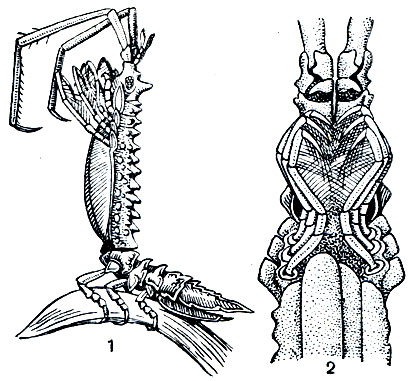Рис. 246. Astacilla pusilla: 1 - в охотничьей позе сбоку; 2 - передняя часть тела рачка снизу