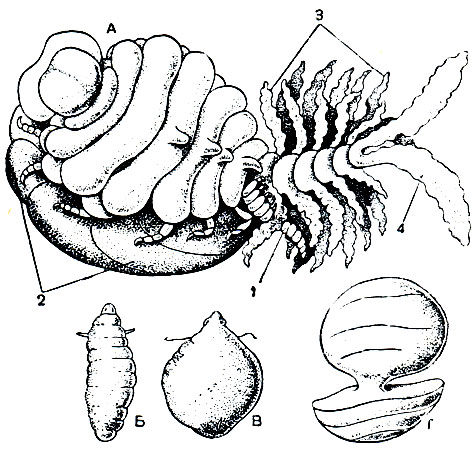 Рис. 247. Паразитические равноногие: А - Cancricepon elegans, самка с выводковой сумкой и карликовым самцом (1); Б, В, Г - Liriopsis, молодая питающаяся самка (Б, В) и половозрелая непитающаяся самка (Г); 2 - выводковая сумка; 3 - плеоподы; 4 - уроподы