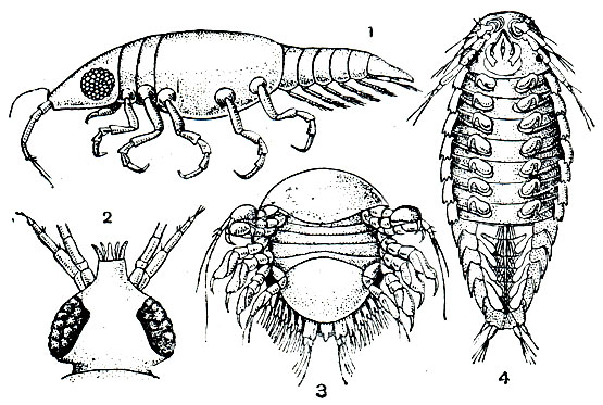 Рис. 249. Личинки равноногих: 1 - праница Gnathia; 2 - ее голова; 3 - эпикаридиум. Clypeoniscus; 4 - криптонисциум Portunion