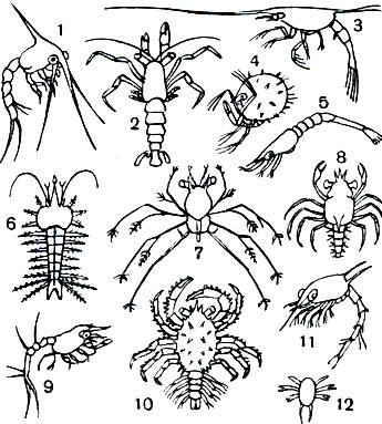 Таблица 39. Личинки десятиногих ракообразных: 1 - зооа краба Rhithropanopeus; 2 - глаукотоэ Pagurus bernhardus; 3 - личинка Porcellana longicornis; 4 - эрионеикус Eryonidae; 5 - зоэа Palaemon longirostris; 6 - поздняя личинка Sergestes eornutus; 7 - филлозома лангуста Panulirus inflatus; 8 - мегалопа краба Hyas araneus; 9 - мизисная стадия Nephrops norvegicus; 10, 11 - глаукотоэ и зоэа камчатского краба (Paralithodes camtschatica); 12 - науплиус Trachypenaeus constrictus