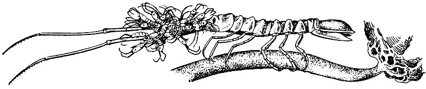 Рис. 250. Arcturus ulbani, cамка с молодью