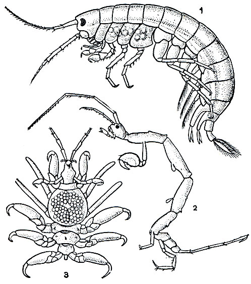 Рис. 253. Строение бокоплавов: 1- Gammarus; 2 - Gaprella anatifera; 3 - Paracyamus boopis