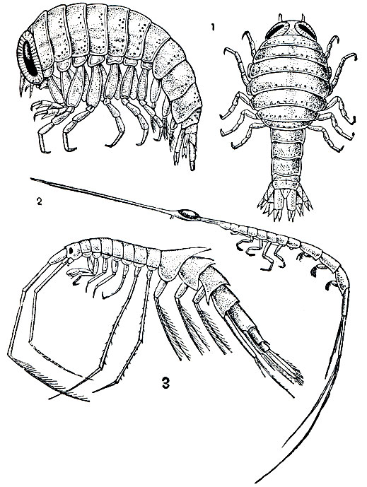 Рис. 255. Планктонные бокоплавы: 1 - Hyperia galba (сбоку и сверху); 2 - Rhabdonectes armatus; 3 - Macrohectopus branickii
