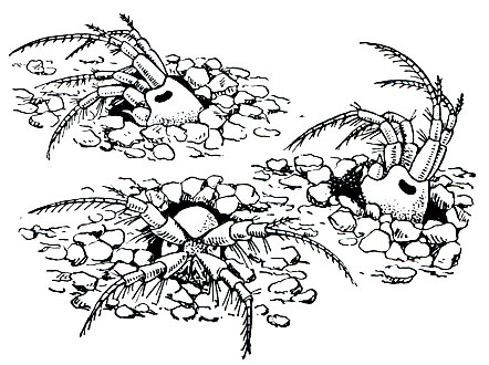 Рис. 256. Niphargoides similis, зарывшийся в грунт и поедающий комочки детрита