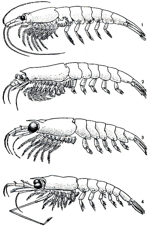 Рис. 260. Эвфаузиевые: 1 - Meganyctiphanes norvegica; 2 - Bentheuphausia amblyops; 3 - Thysanoessa raschii; 4 - Nematoscelis atlantica