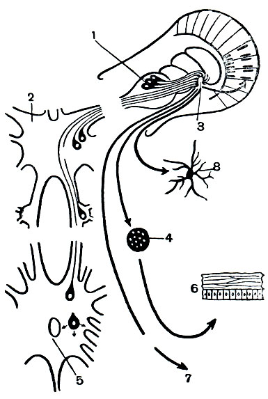 Рис. 263. Схема расположения (1-5) и направления воздействий (6-8) органов внутренней секреции краба: 1 - орган X; 2 - мозг; 3 - синусная железа; 4 - орган Y; 5 - подглоточный ганглий; 6 - линька; 7 - содержание сахара в крови; 8 - хроматофоры